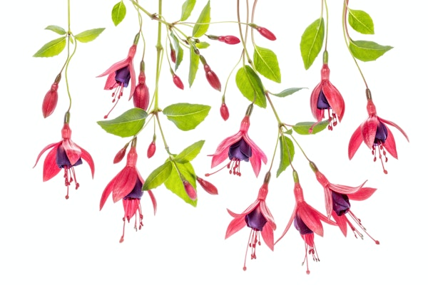 ~ Fuchsia ~