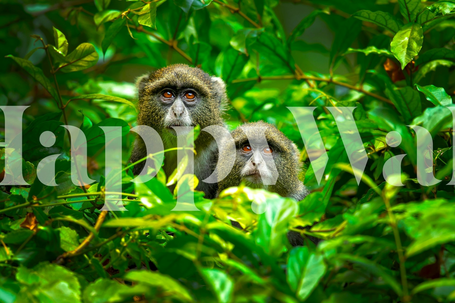 Blue Monkey Wallpaper - Buy Online at Happywall.com