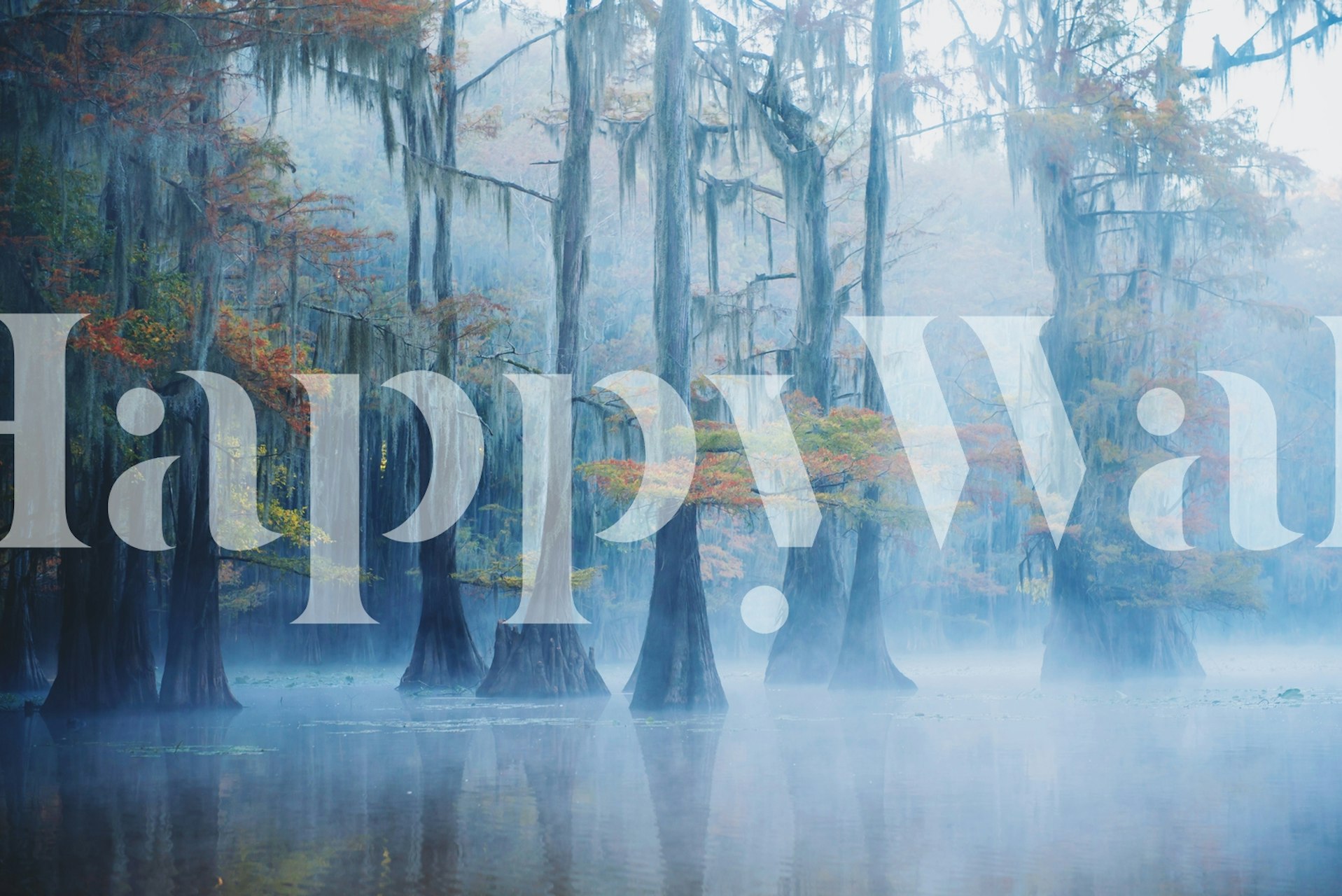 Foggy swamp with tall trees and colorful leaves wallpaper