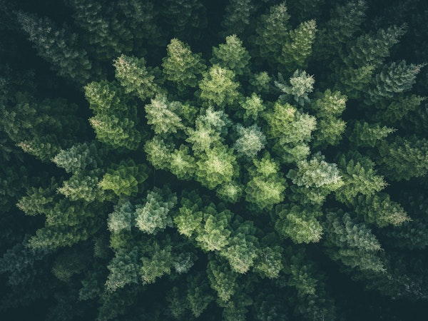 Forests from the Sky I
