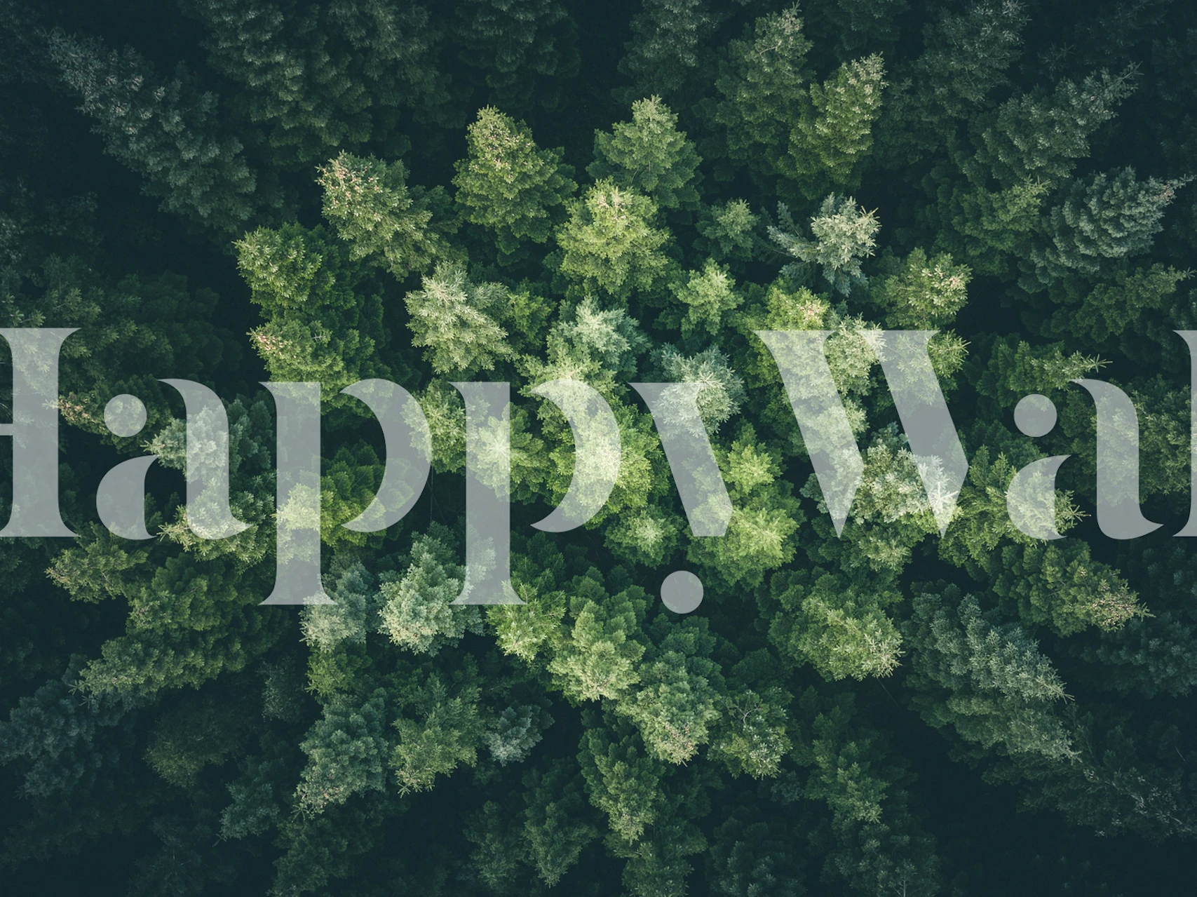 Visão aérea de uma floresta verde exuberante from the sky I