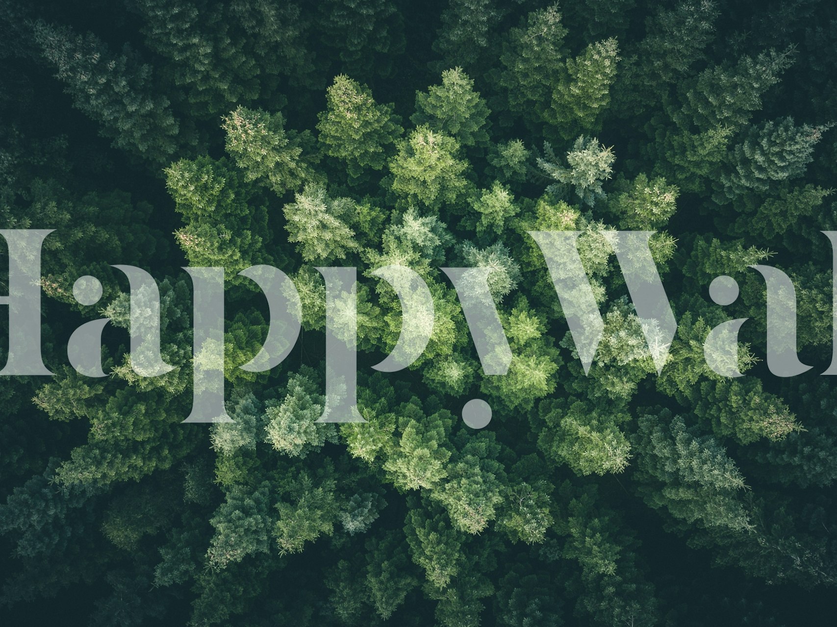 Aerial view of lush green forest wallpaper