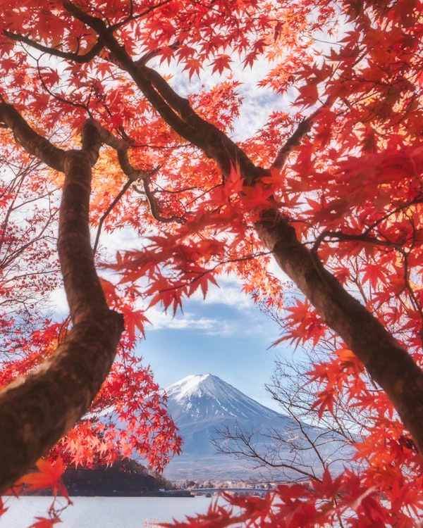 Mtfuji is in the autumn leaves