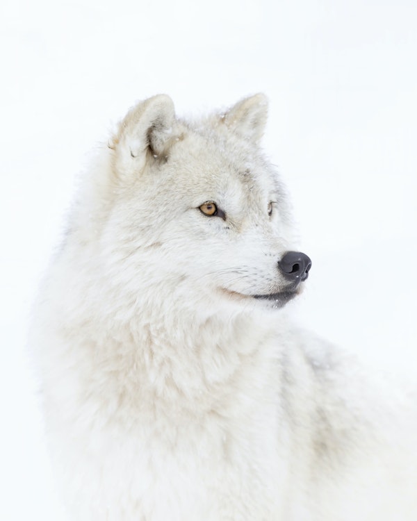 Portrait of an Arctic Wolf