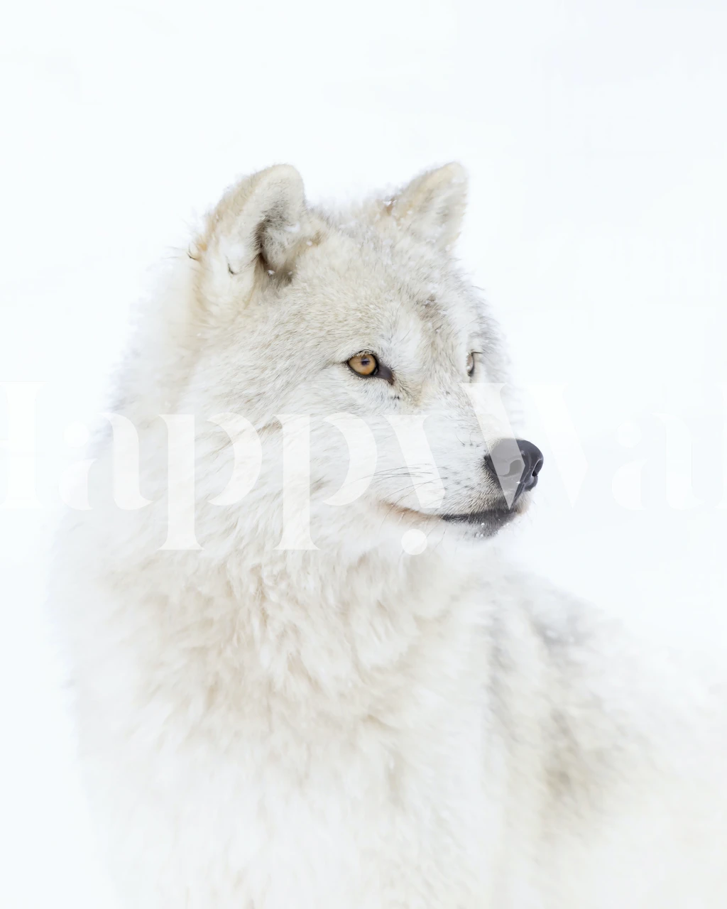 Portrett av en Arctic Wolf i et rom