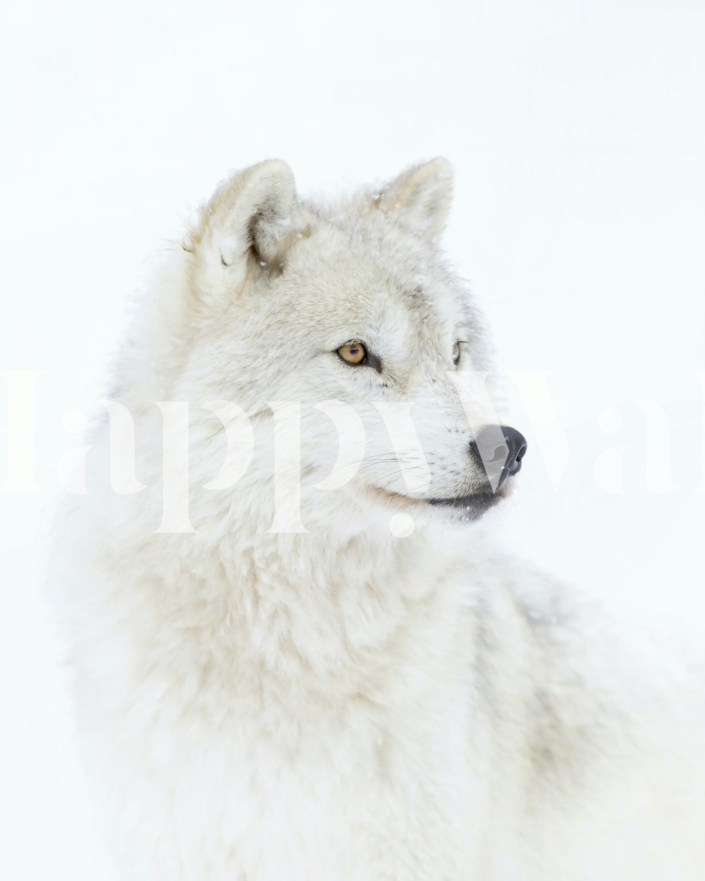 Arctic wolf portrait wallpaper in a room