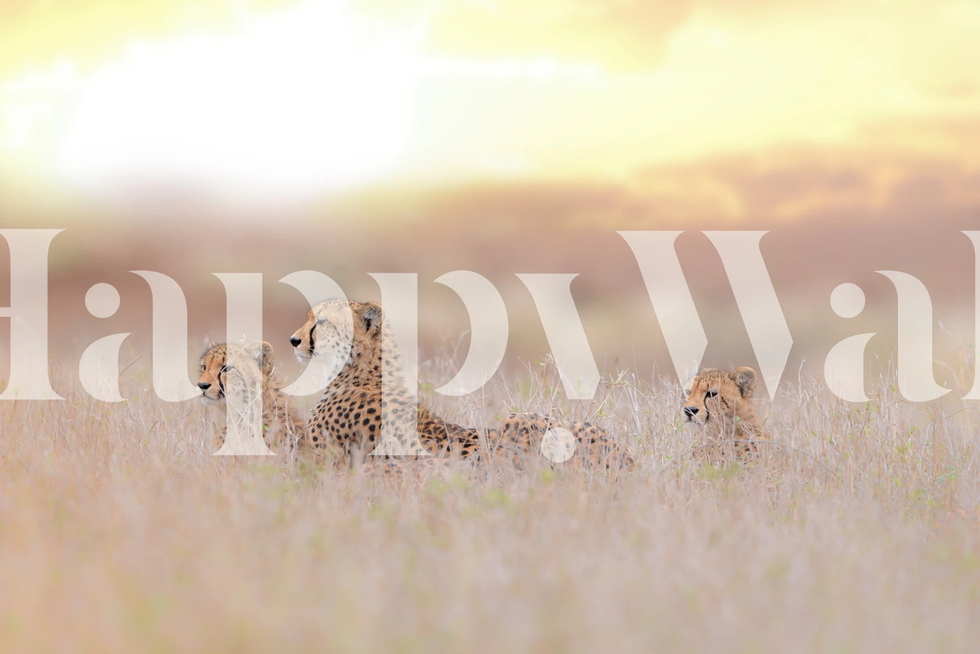 Cheetah mother and cubs wall mural in golden savannah grass