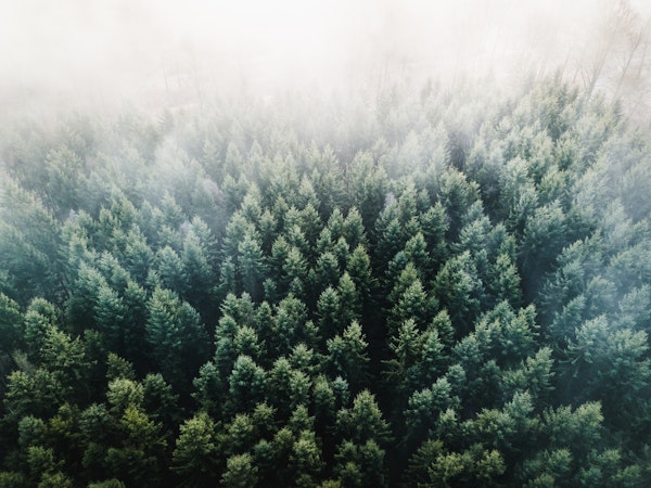 Forests from the Sky II