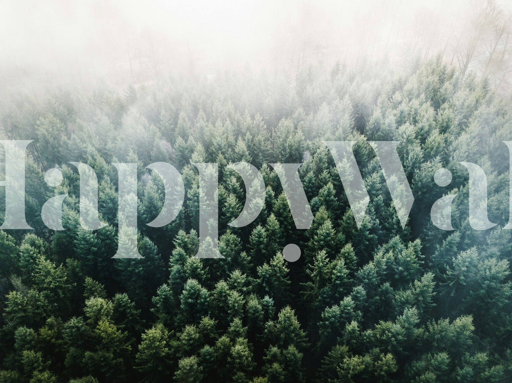 Aerial view tiheästä vihreästä metsästä tapetti