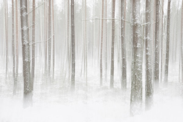 Winterforest in Sweden