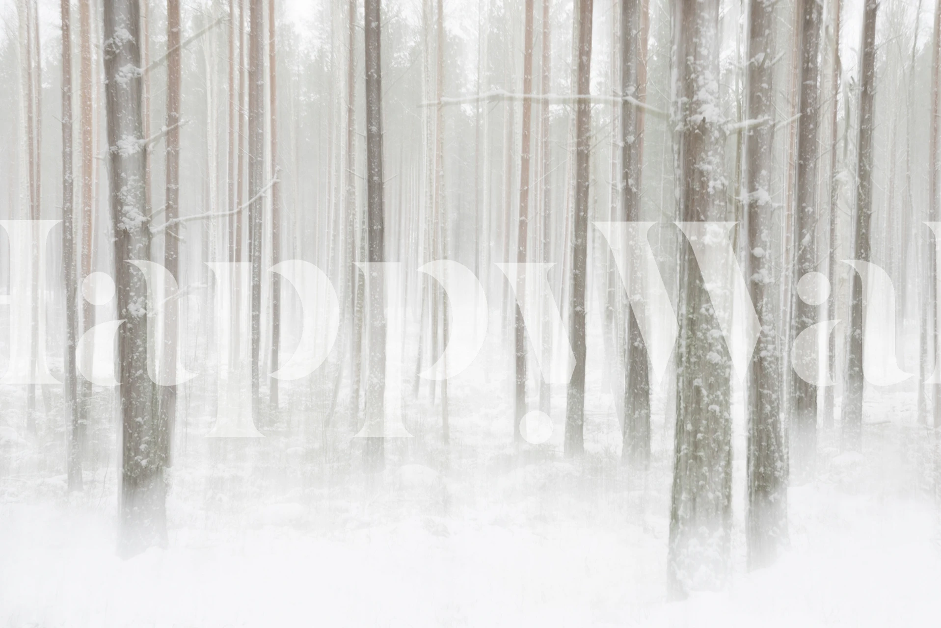 Snowy forest with tall trees in a misty white scene wallpaper