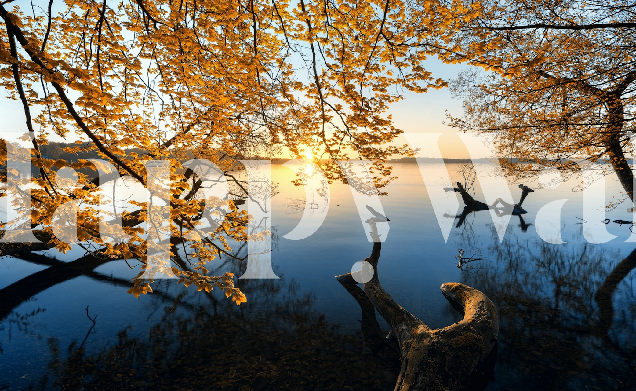 Autumn Morning wallpaper in a tranquil room