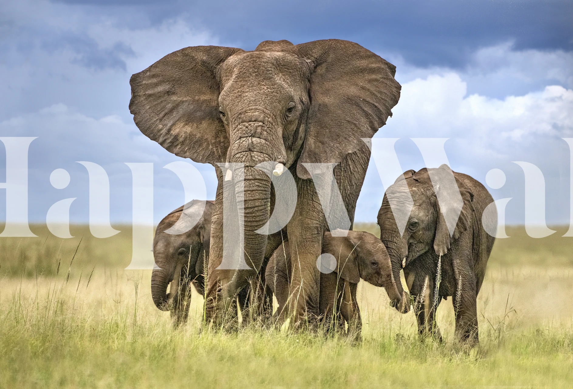 Elephant family wall mural with mother and calves in the Savannah