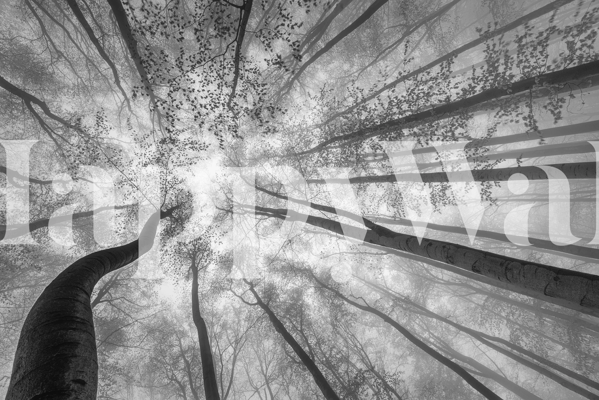 Black and white wallpaper featuring tall trees viewed from below, creating a misty forest effect.