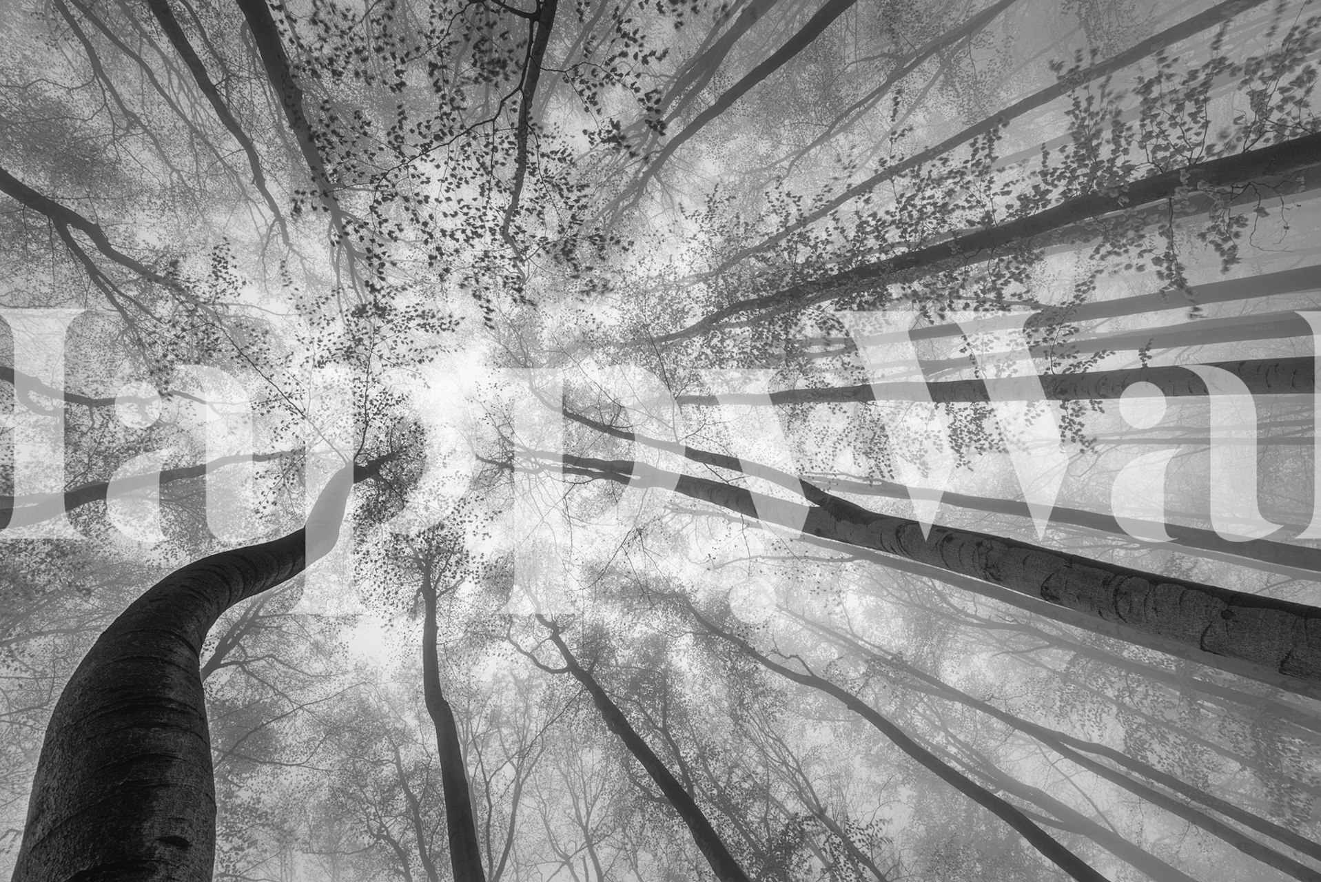 Spring crown of trees tapetti huoneessa