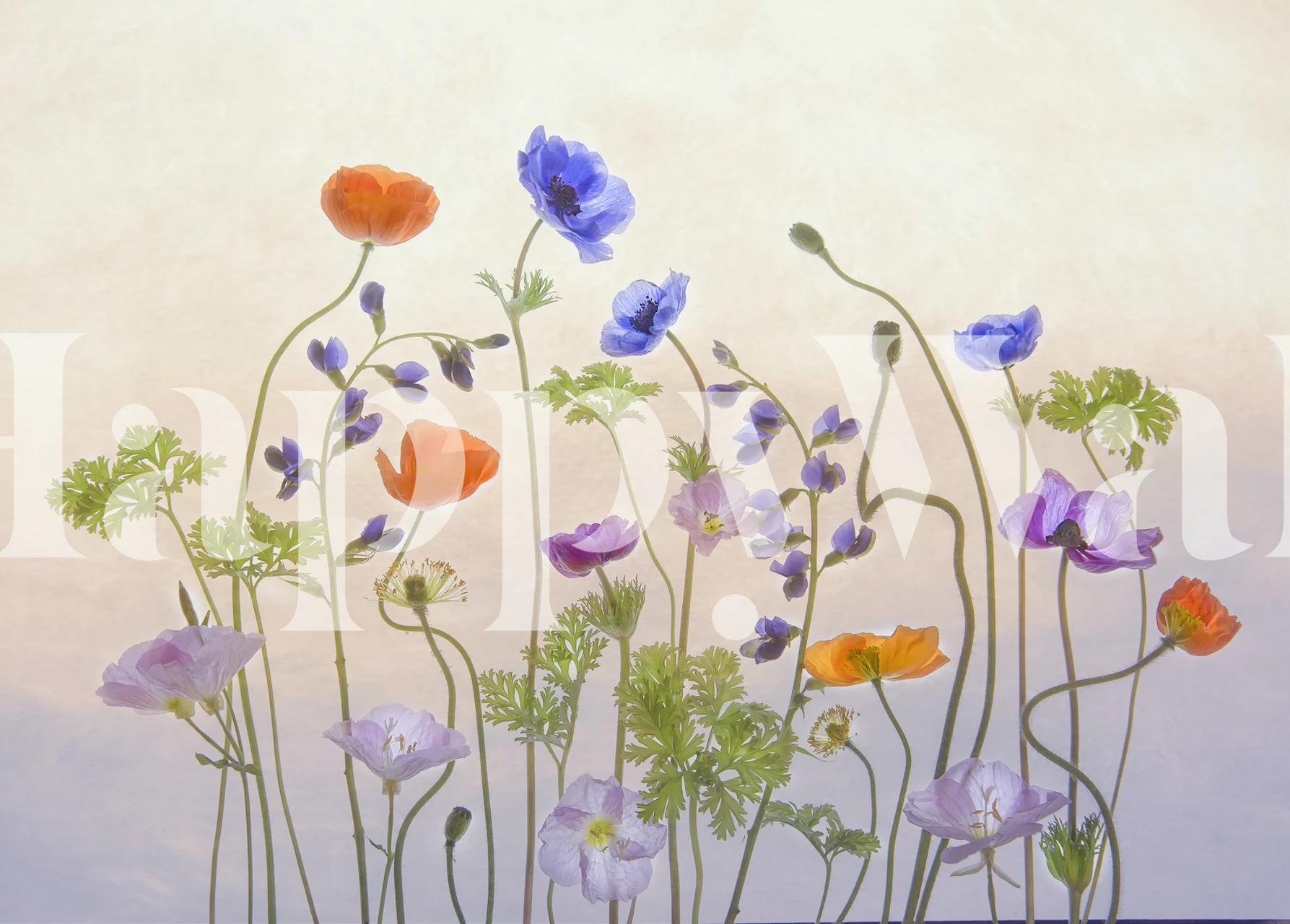 Colorful poppy and anemone flowers on a soft background wallpaper