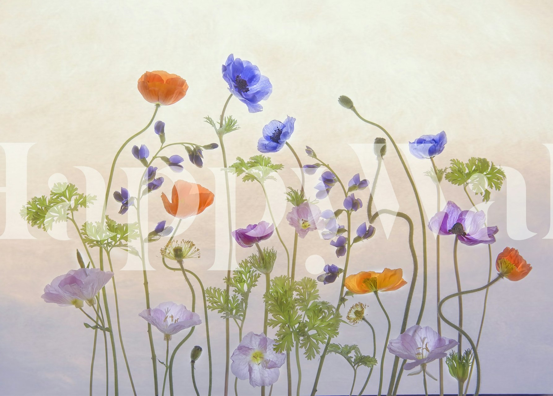 Colorful poppy and anemone flowers on a soft background wallpaper