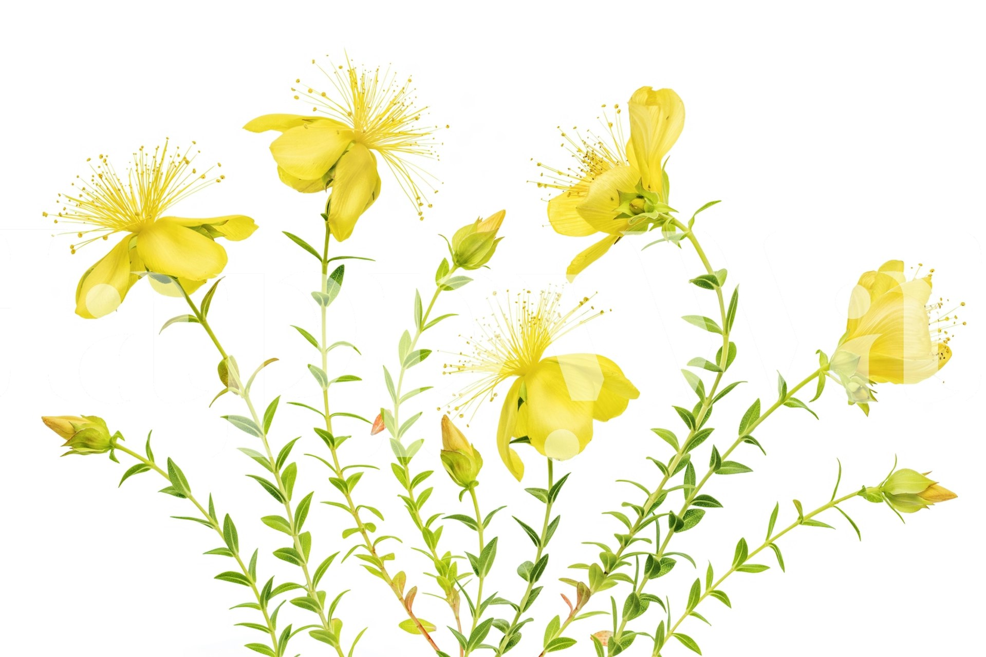 Yellow Hypericum flowers wallpaper in a room