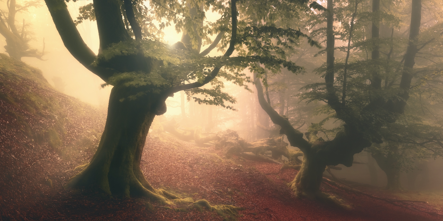 fangorn-forest-wallpaper-buy-stunning-wallpapers-online-happywall