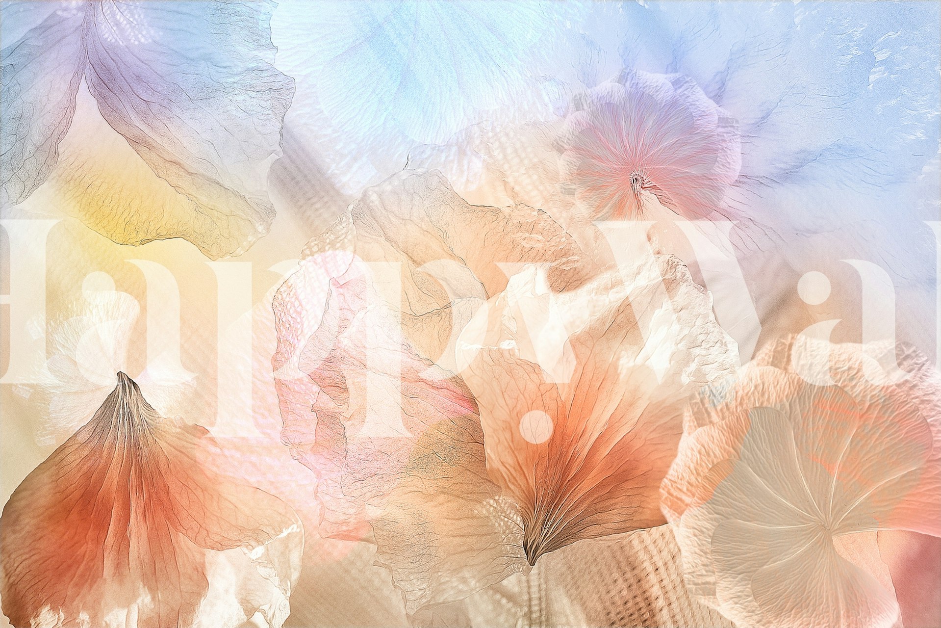 Ethereal floral wallpaper featuring soft pink and peach petals, light blue background, delicate and dreamy style.