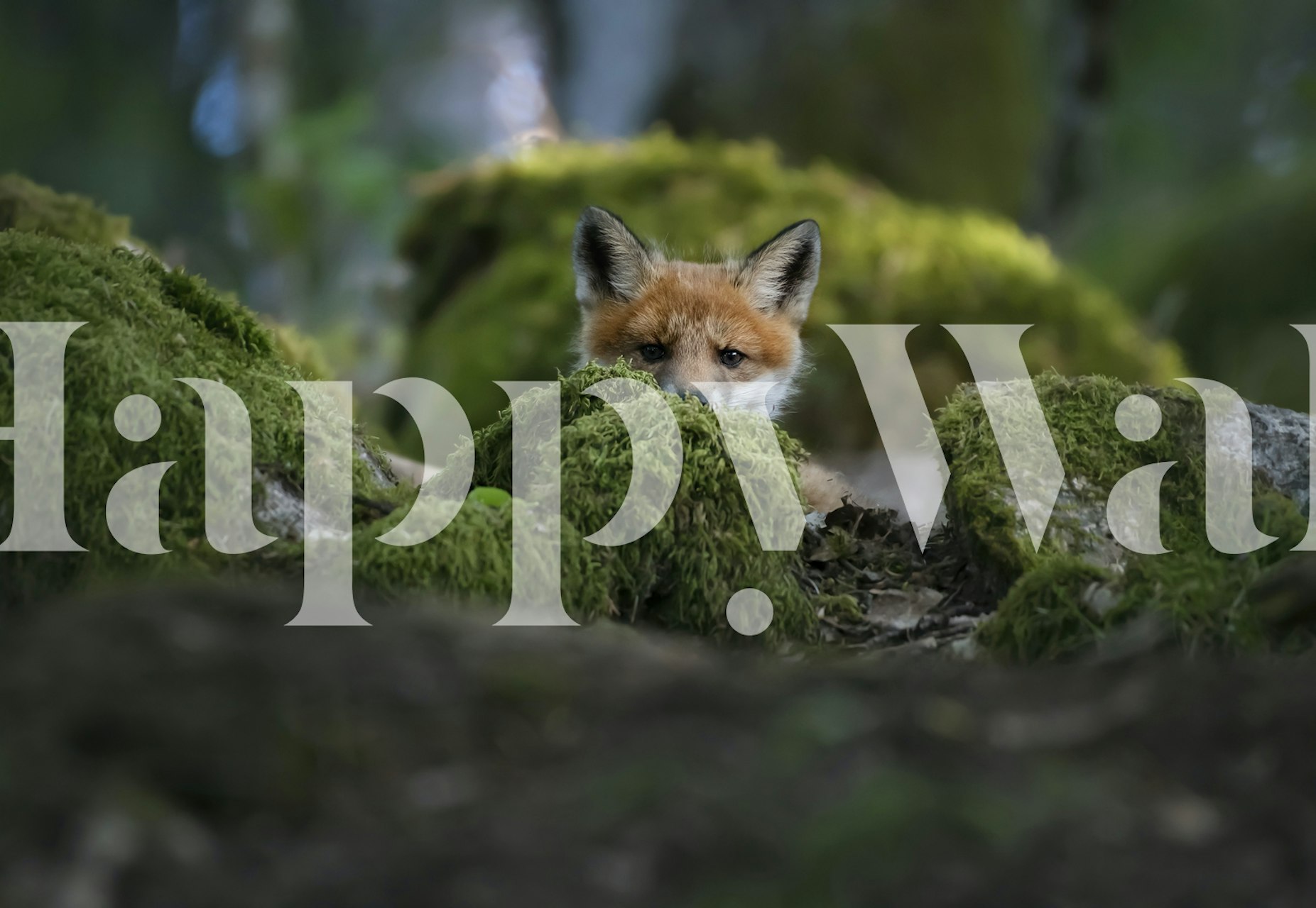 Zidna slika radoznale lisice koja viri iz tla obraslog mahovinom u šumi