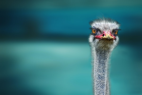 Ostrich Protecting two Poor Chicken from the Wind
