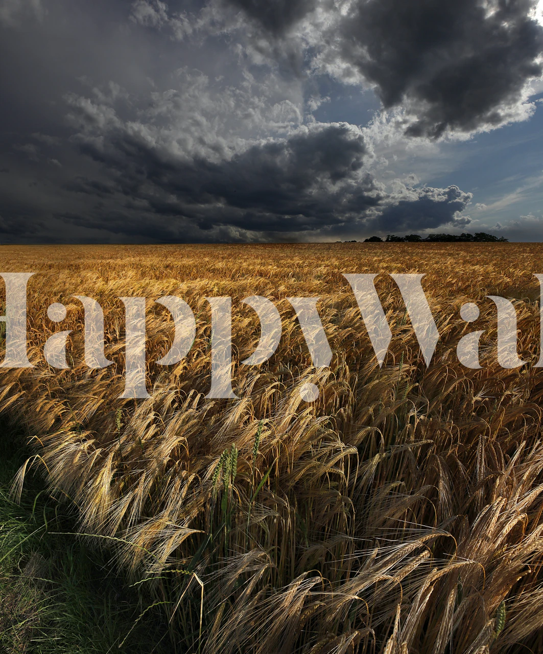 Golden wheat field under dramatic grey clouds wallpaper