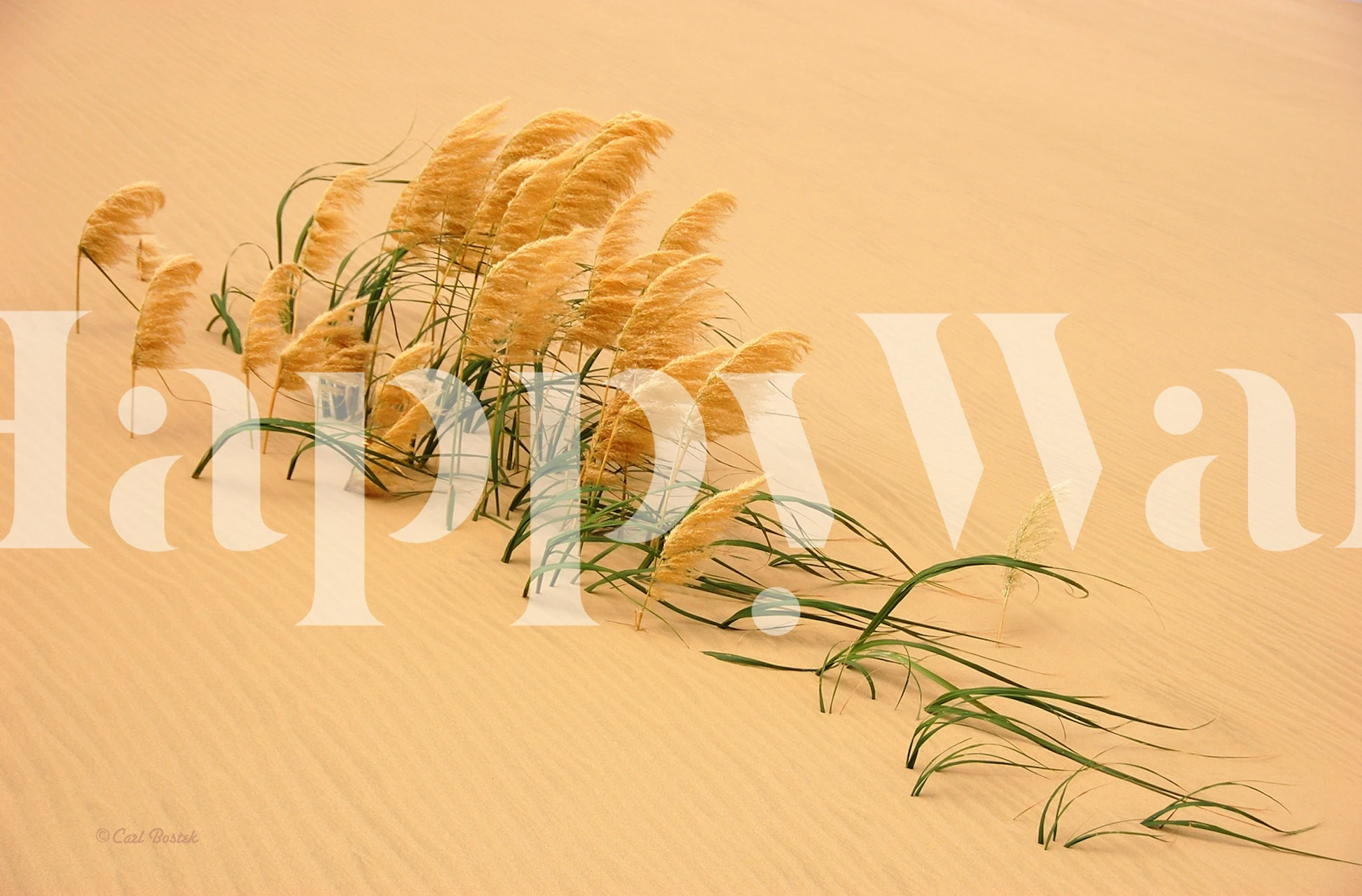Pampas Grass i Sand Dune vægmaleri
