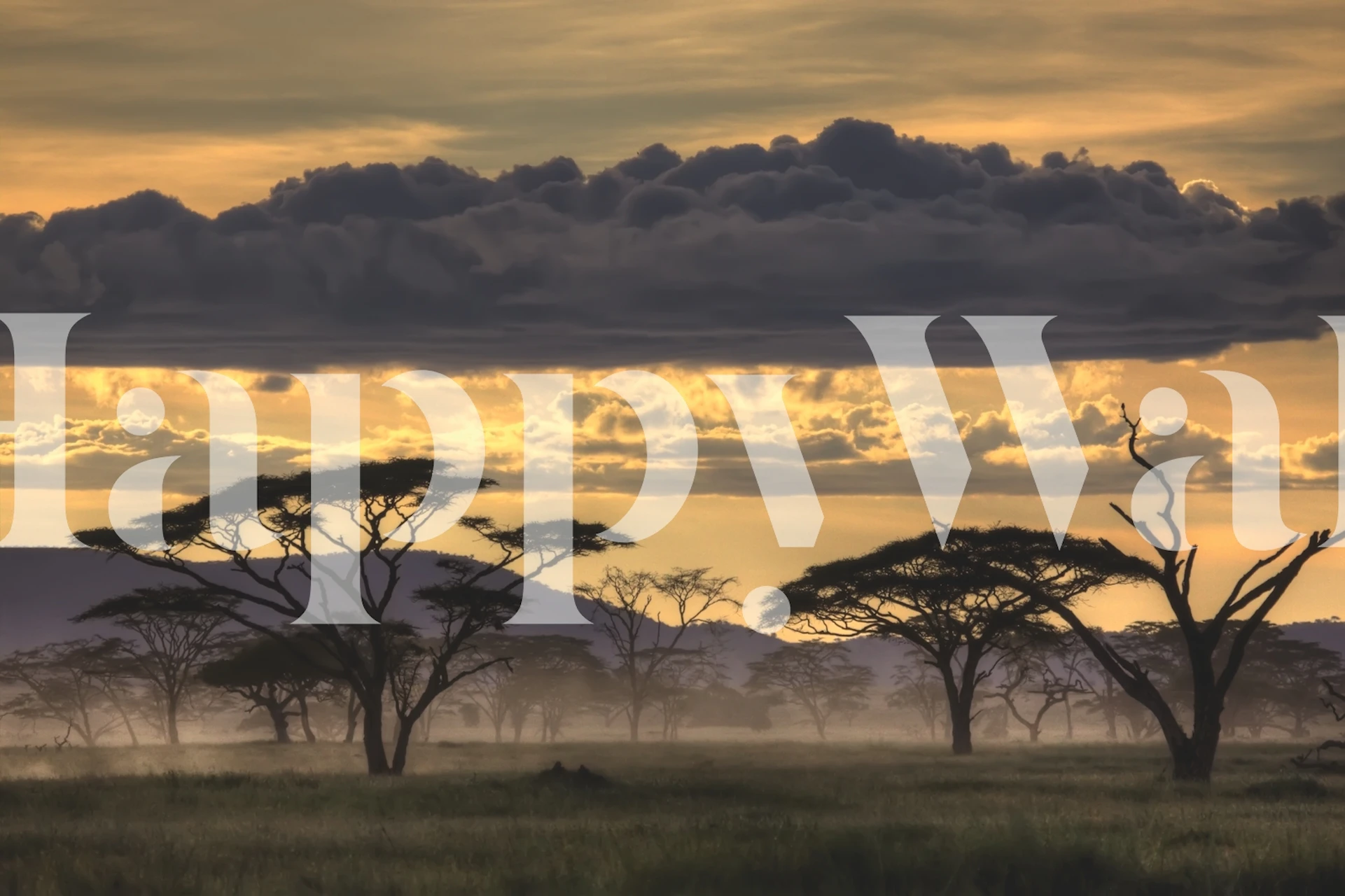 Sunset landscape with golden skies and silhouette trees wallpaper