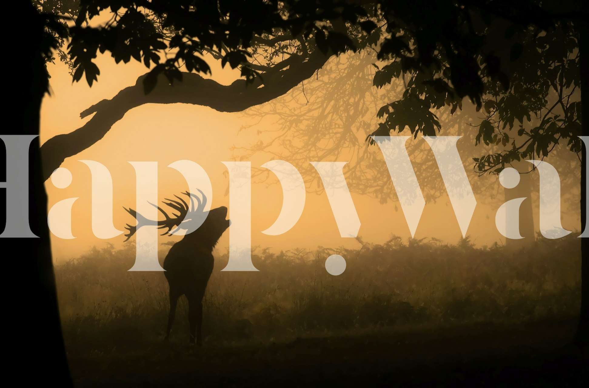 Silhouetted deer against a golden misty background wallpaper