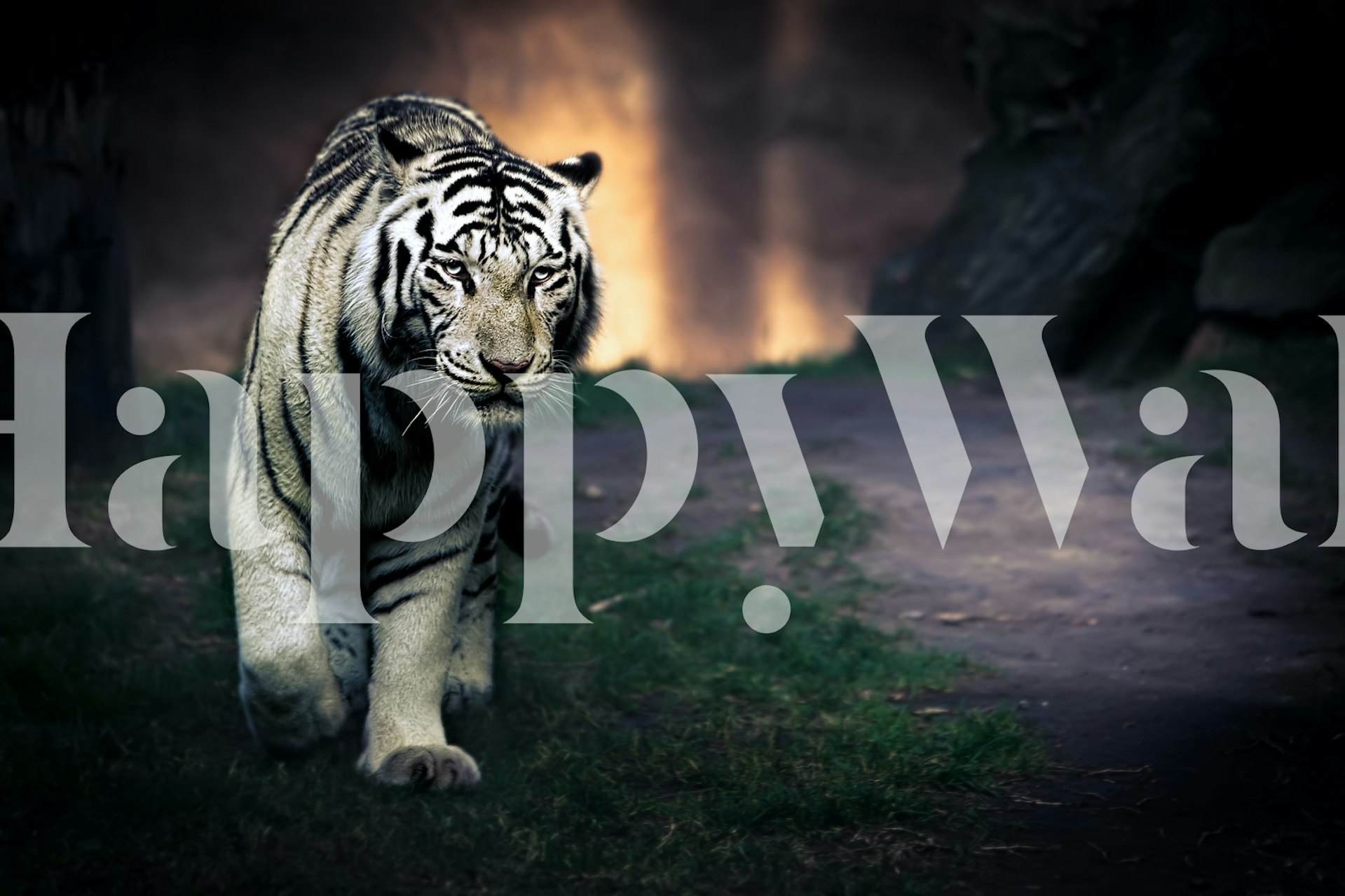 White tiger walking on a path with dark background wallpaper