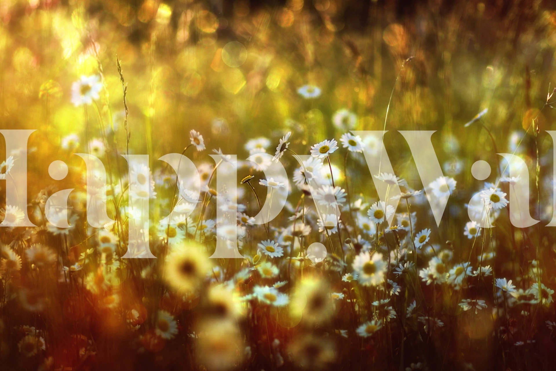 Wonderland wall mural of a magical, sunlit forest with glittering flora details