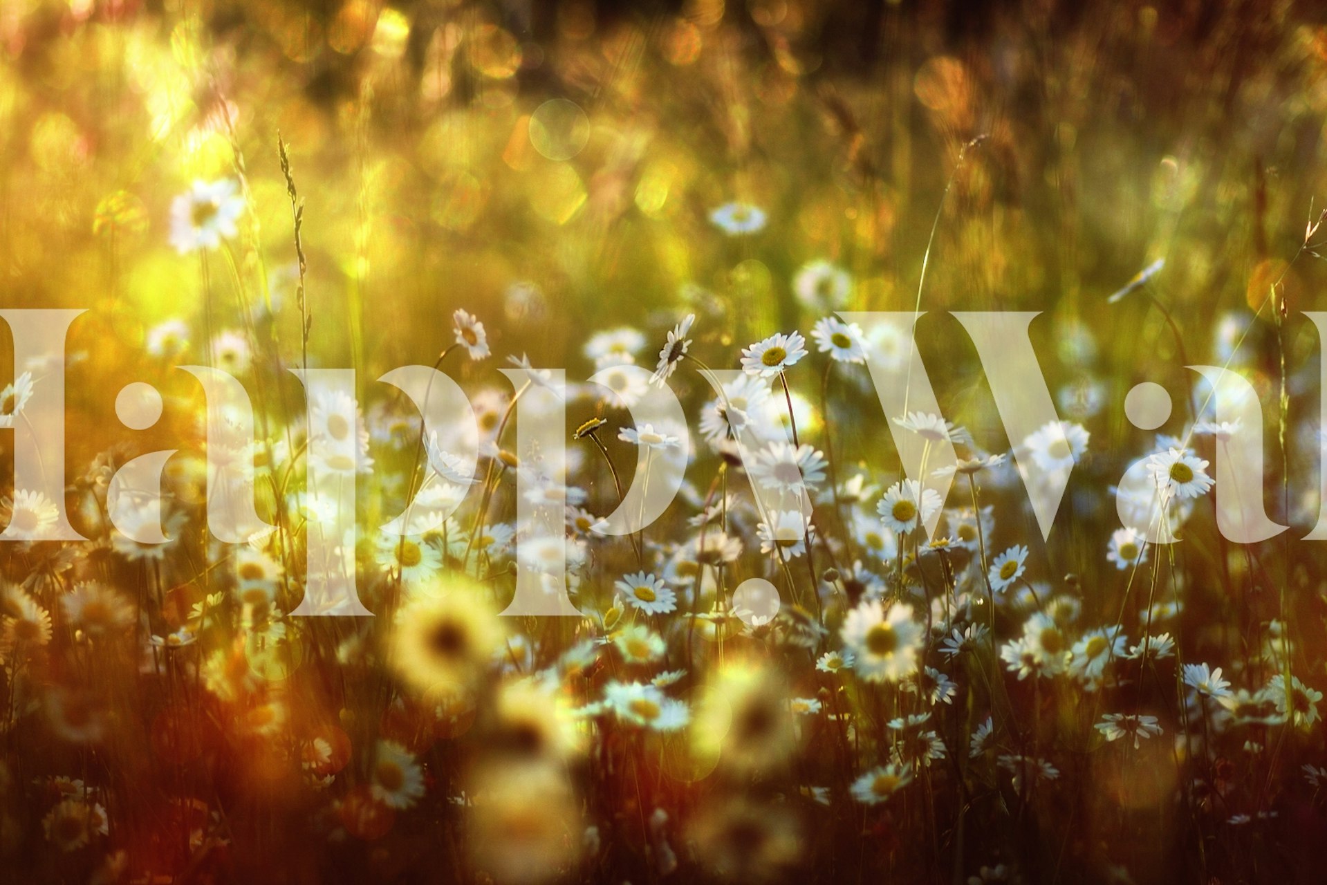 Wonderland wall mural of a magical, sunlit forest with glittering flora details