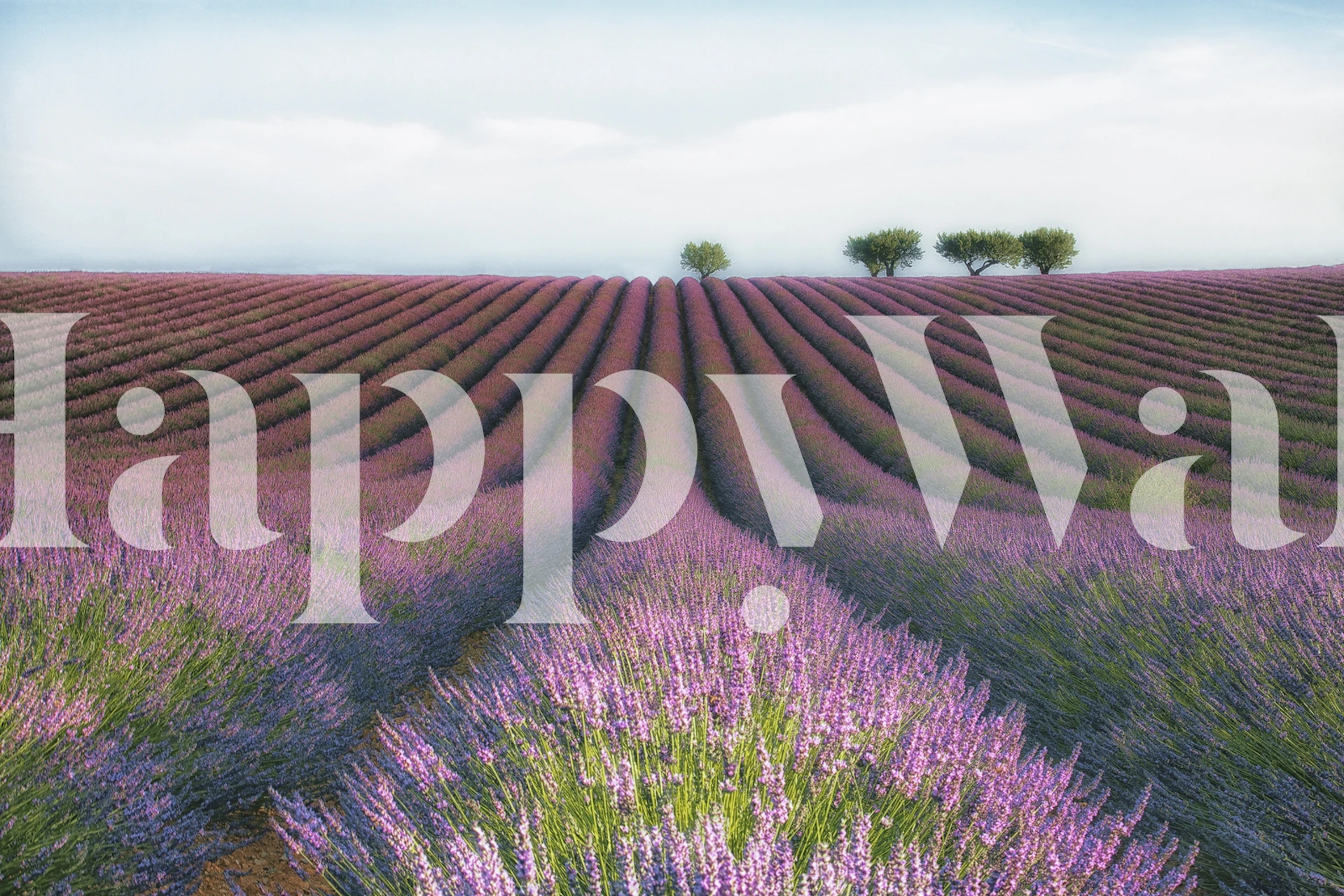 Carta da parati Velours de Lavender raffigurante campi ondulati di lavanda sotto un cielo sereno