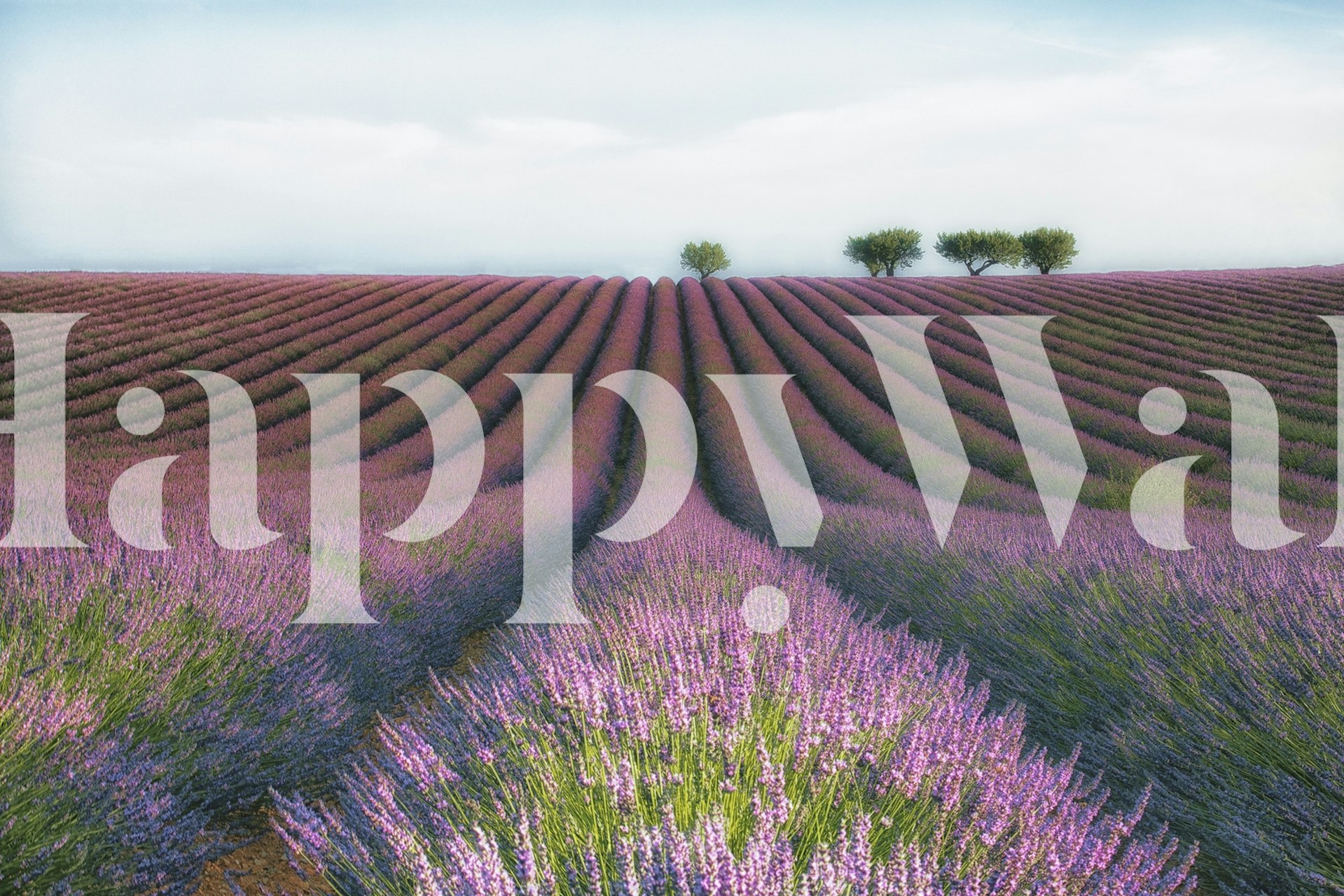 Fototapete aus Velours de Lavender mit sanften Lavendelfeldern unter einem ruhigen Himmel