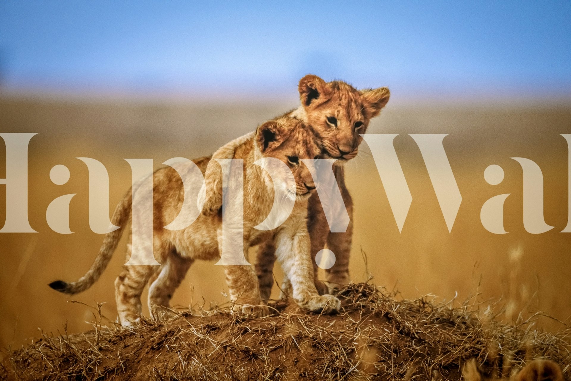 Two lion cubs embracing in a golden savanna landscape wallpaper