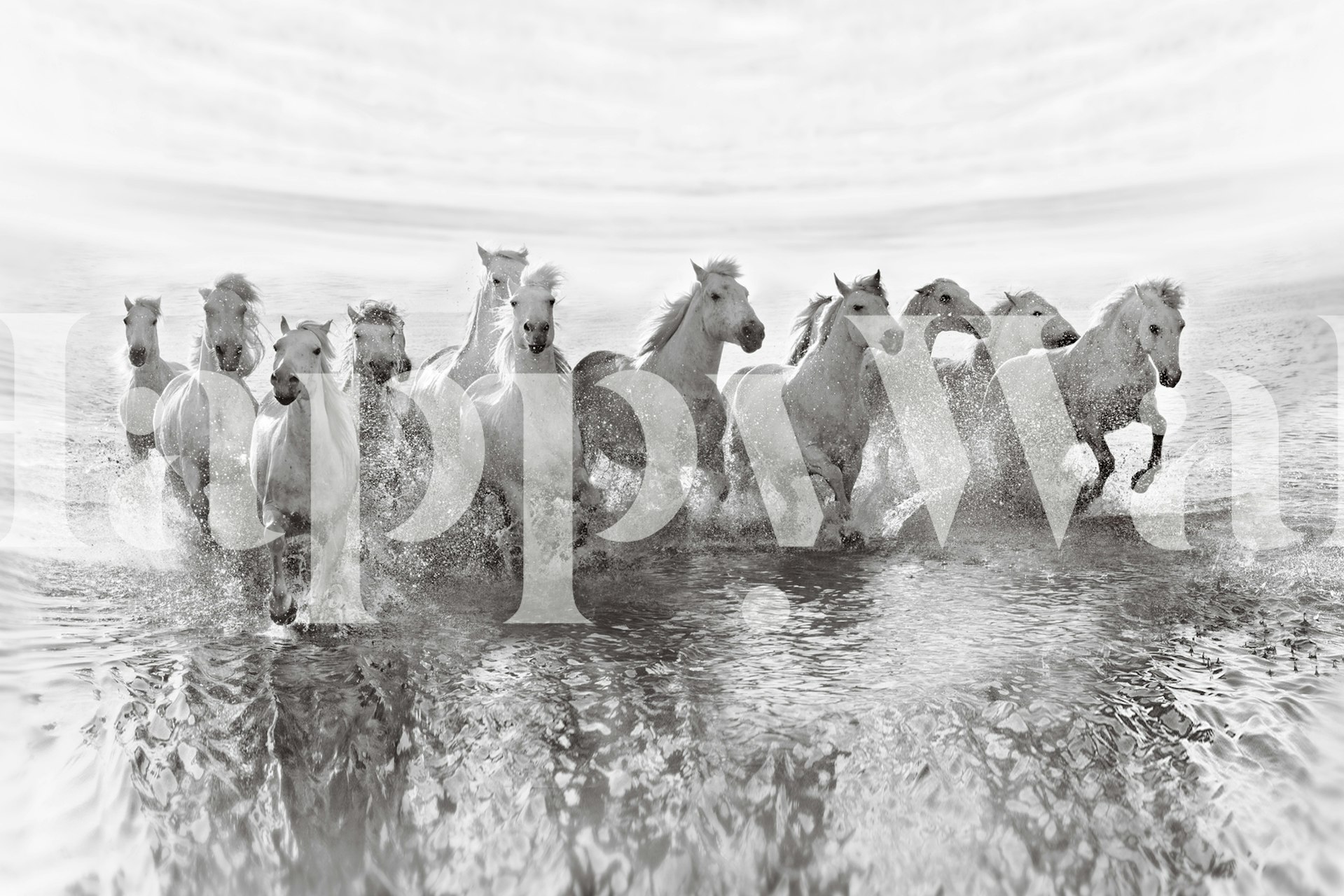 Running horses in water, black and white artistic wallpaper