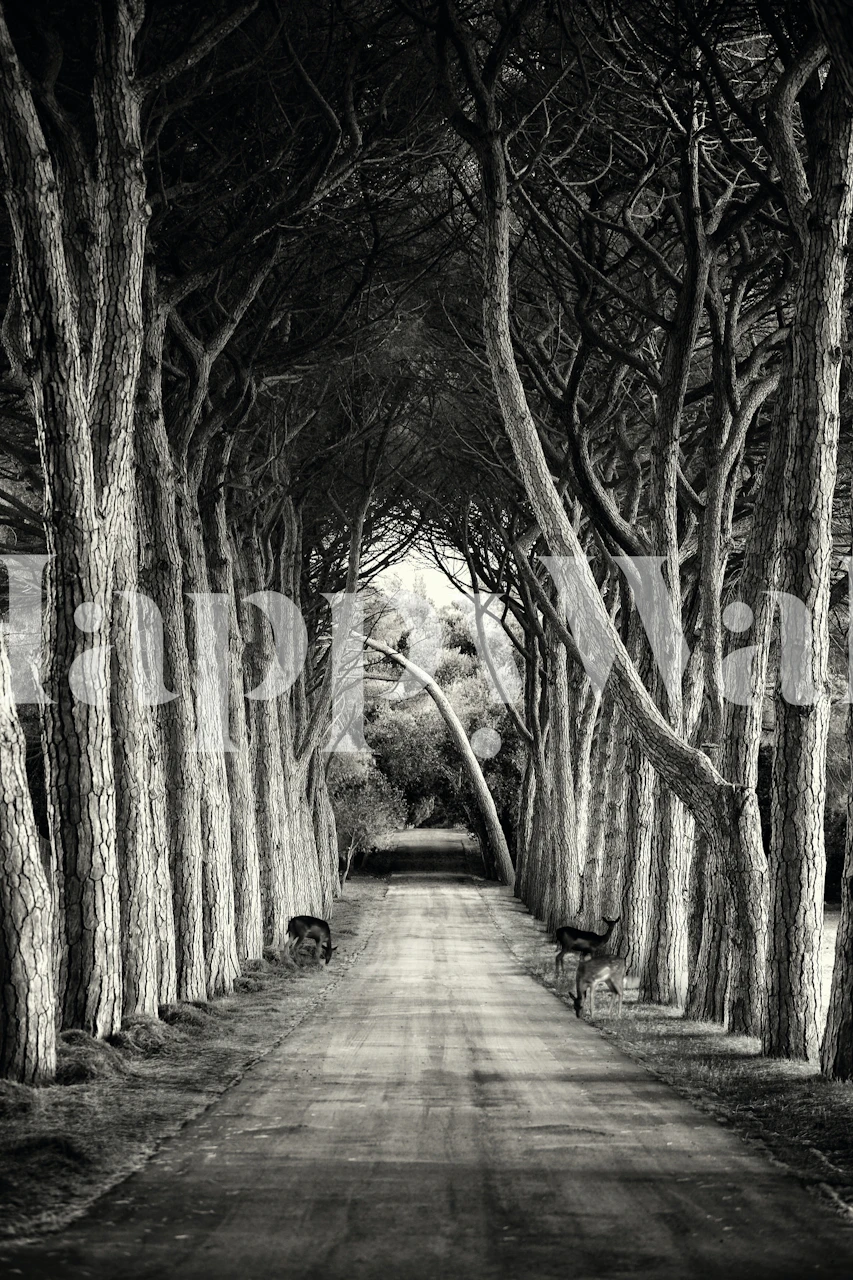 Black and white wallpaper featuring a forest path with tall trees