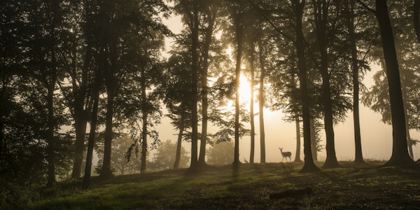 Deer in the morning mist