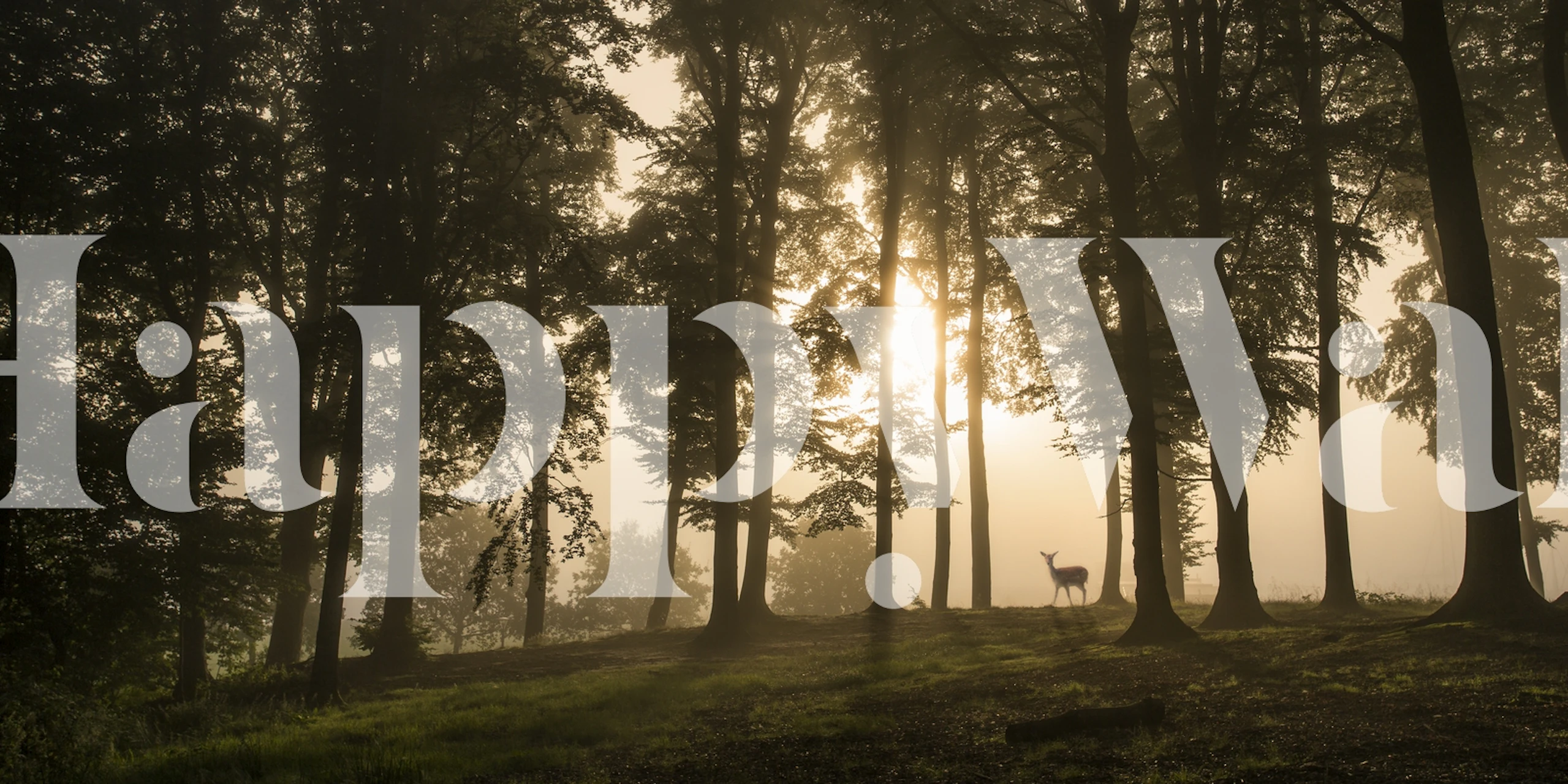 Deer in the morning mist tapeta w pokoju