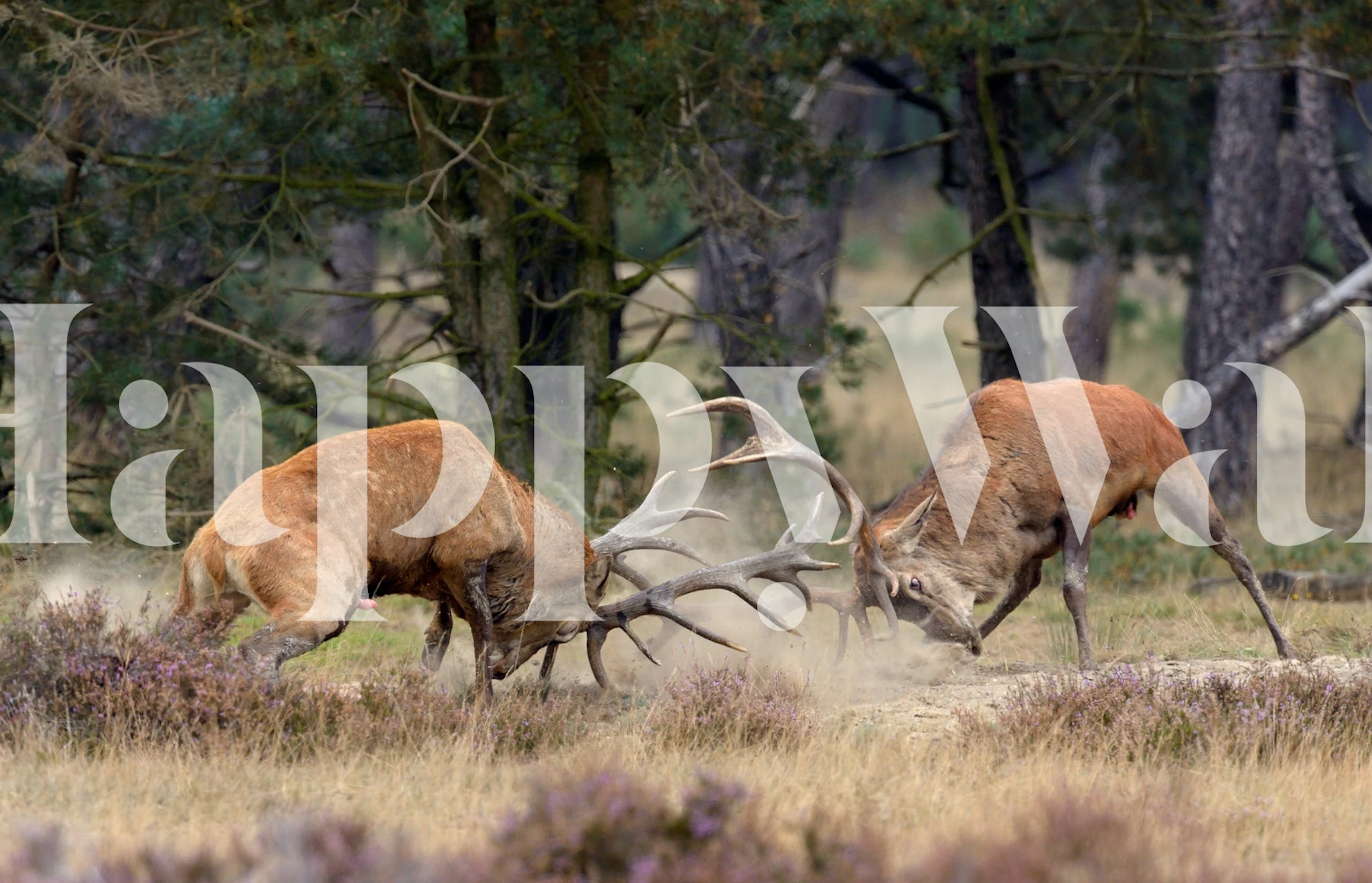 Clash of the titans behang in een kamer