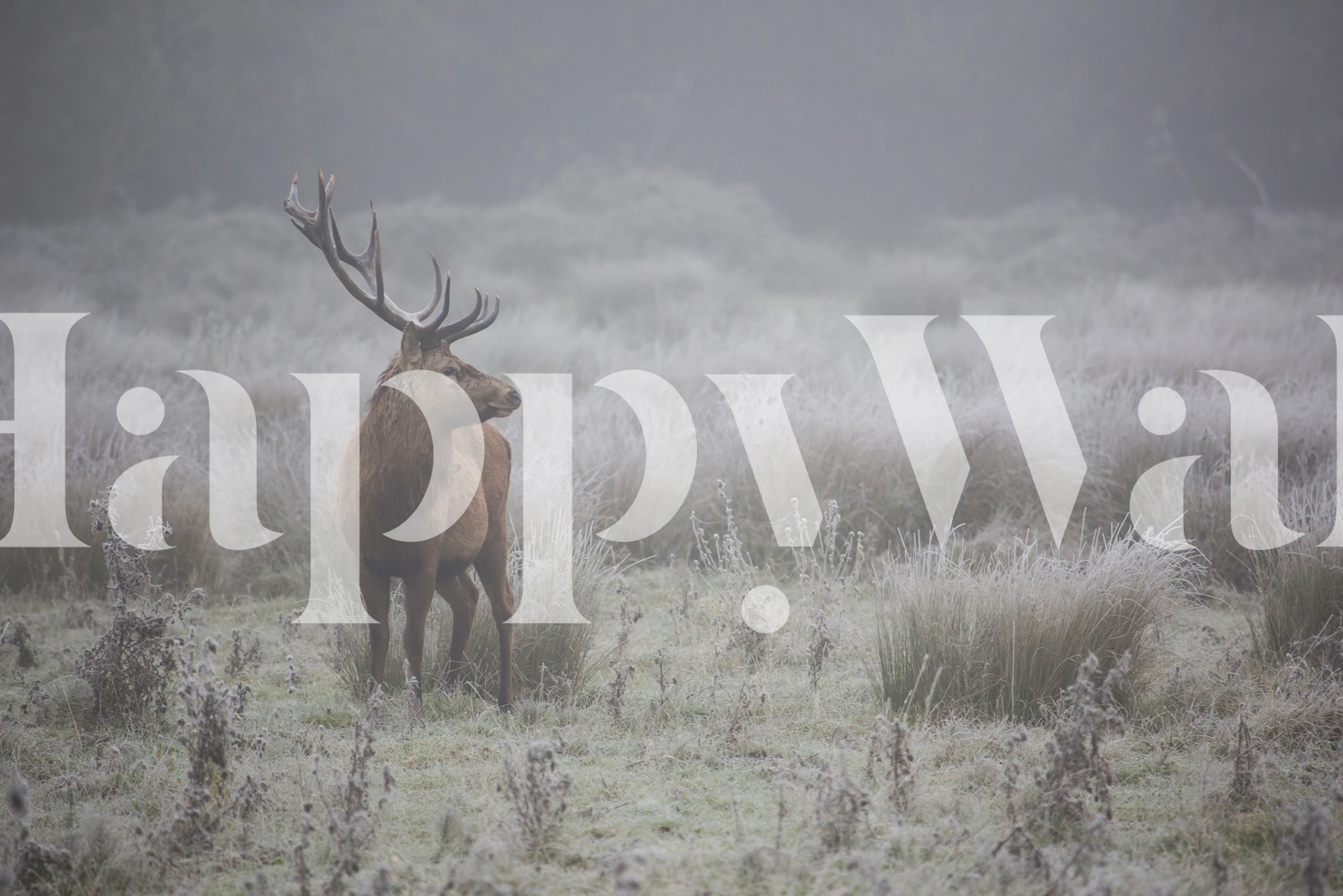Papier peint mural Un cerf majestueux se dresse dans une prairie glaciale