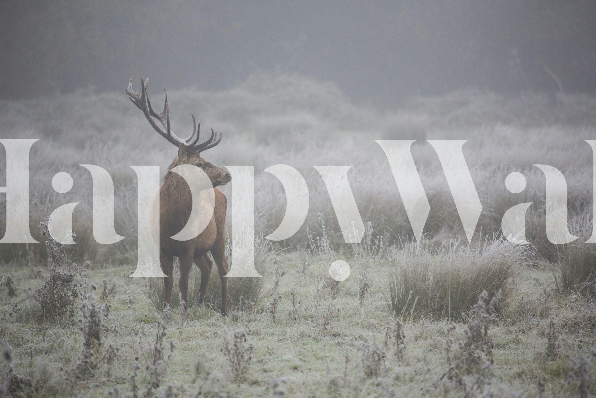 Um cervo majestoso está em um fotomural vinílico de prado gelado