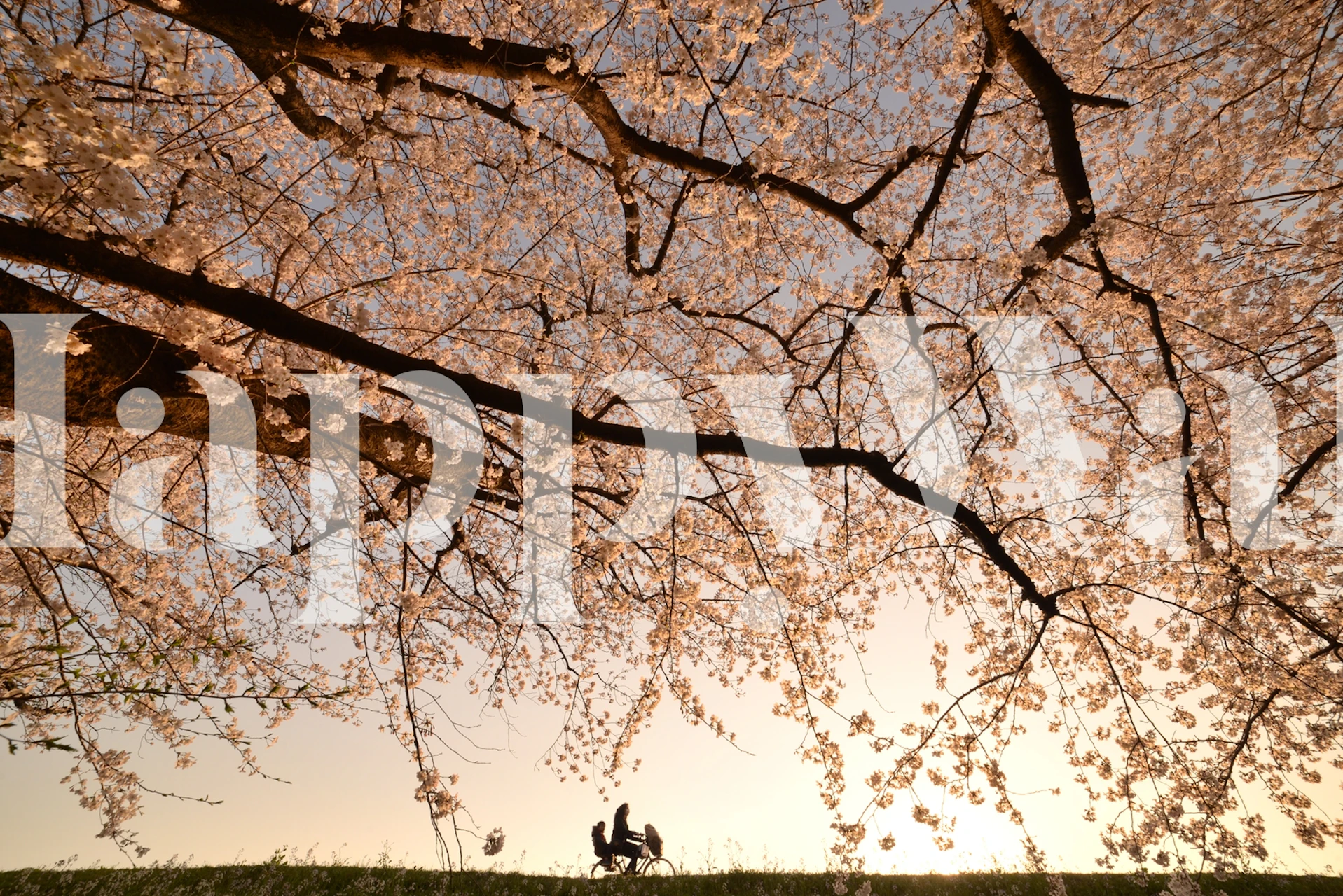 Cherry blossom tree branches against a soft sky wallpaper