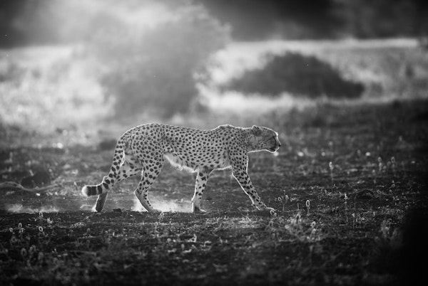 Backlit Cheetah