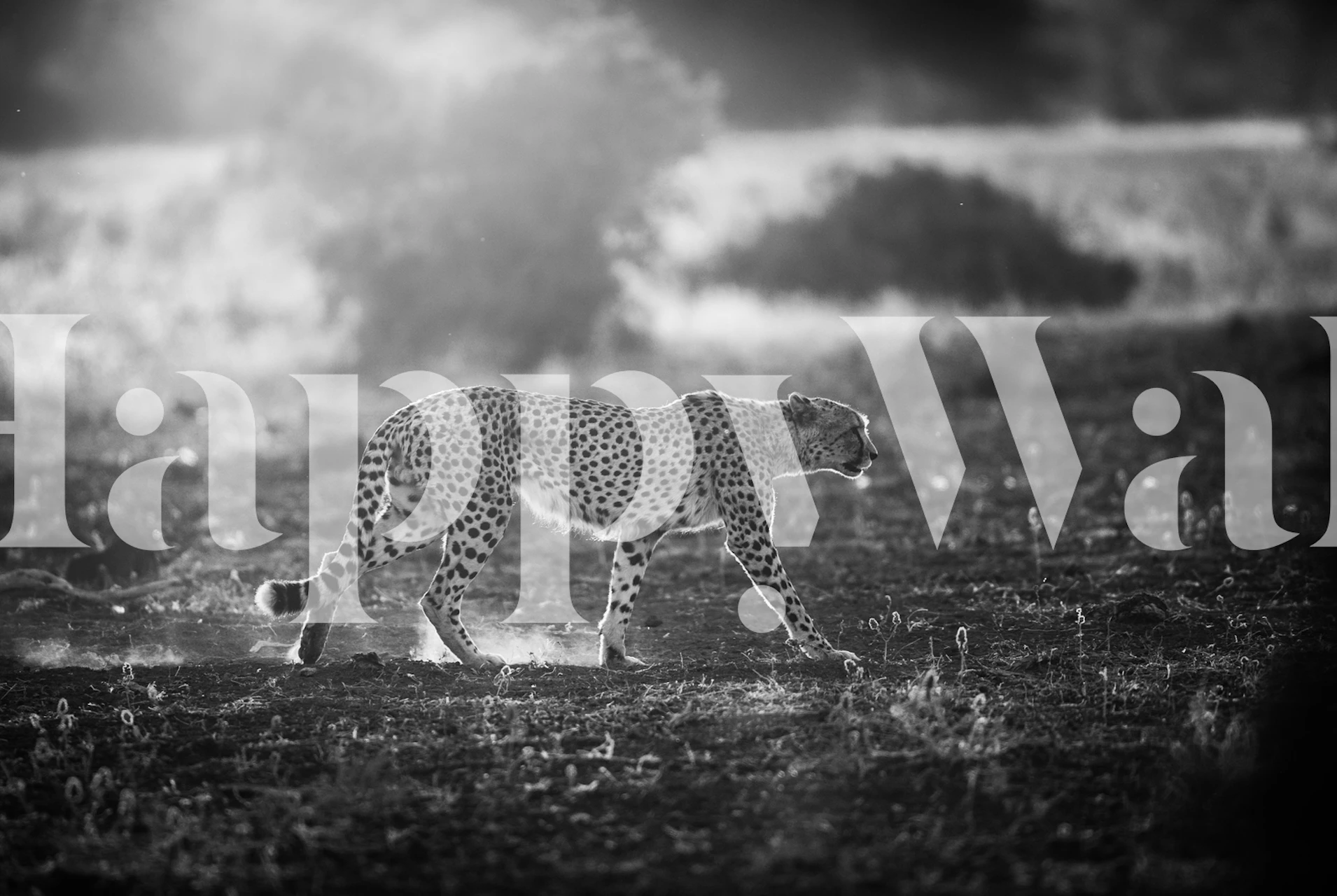 Monochrome wall mural featuring a backlit silhouette of a cheetah in the wild