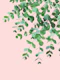 Eucalyptus Blush Green 1
