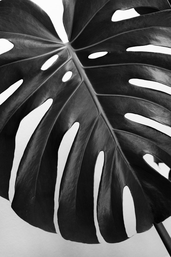 Monstera Leaf 3