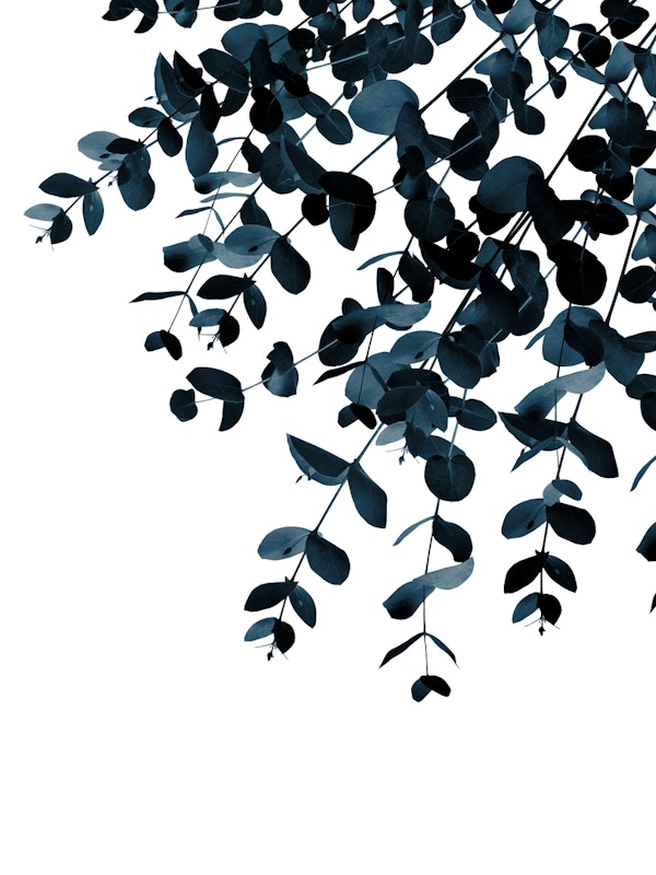 Eucalyptus Blue Delight 1