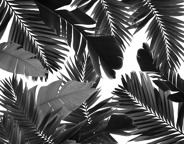 Jungle Leaves Finesse 6